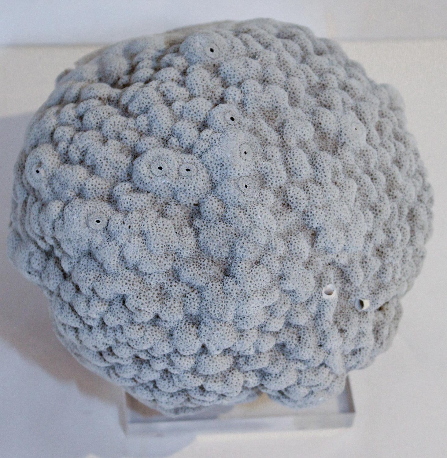 Soft gray natural brain coral specimen on an acrylic and brass display stand.