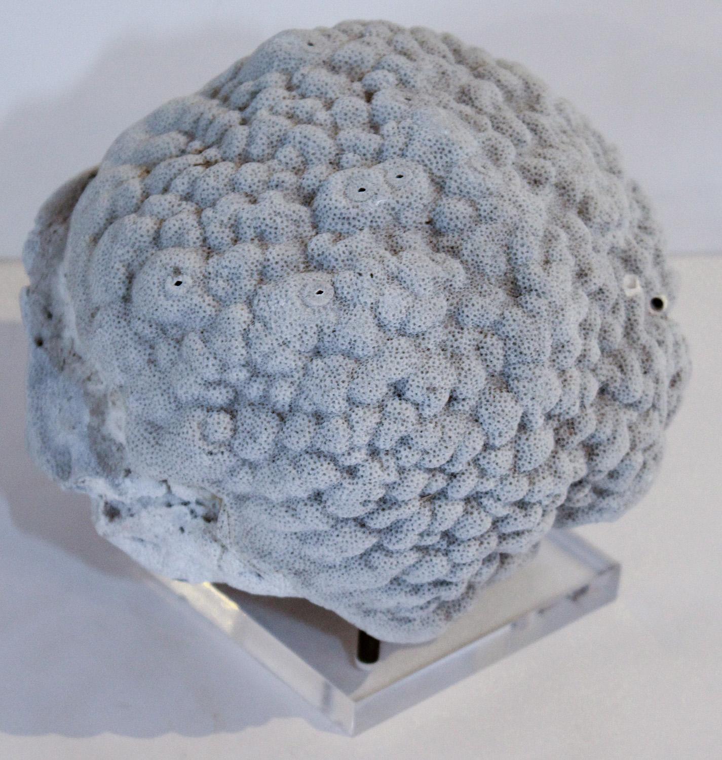Unknown Grey Brain Coral Specimen on Acrylic and Brass Stand