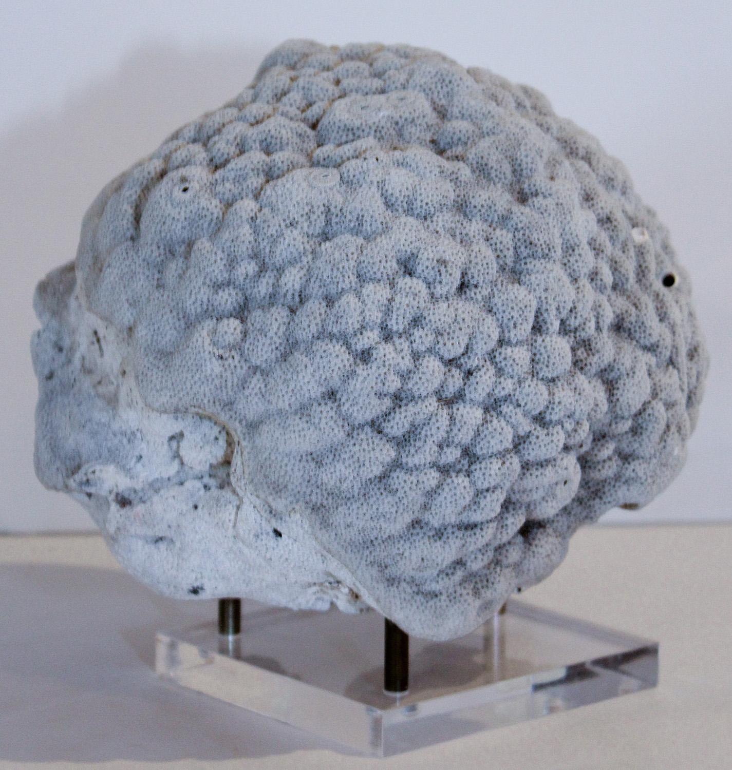 Grey Brain Coral Specimen on Acrylic and Brass Stand In Good Condition In North Miami, FL