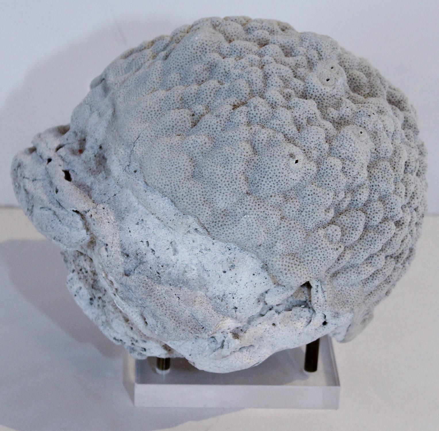 Late 20th Century Grey Brain Coral Specimen on Acrylic and Brass Stand