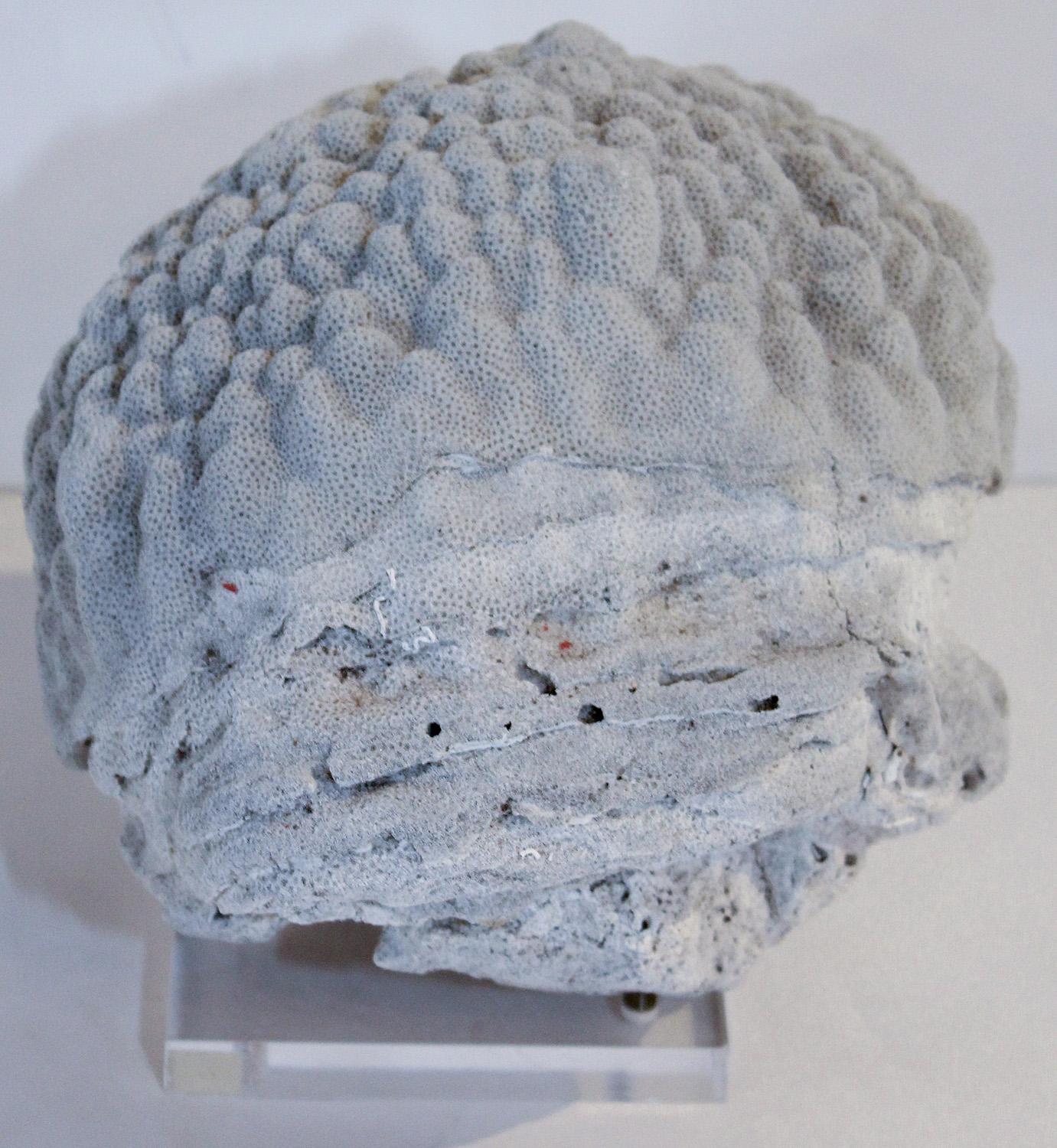 Grey Brain Coral Specimen on Acrylic and Brass Stand 1