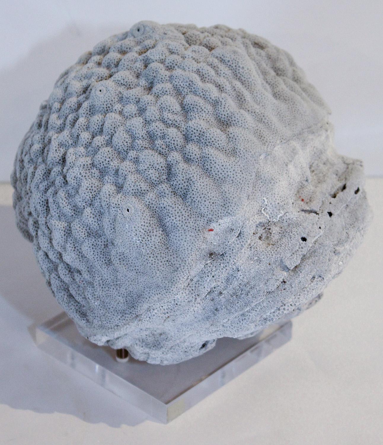 Grey Brain Coral Specimen on Acrylic and Brass Stand 2