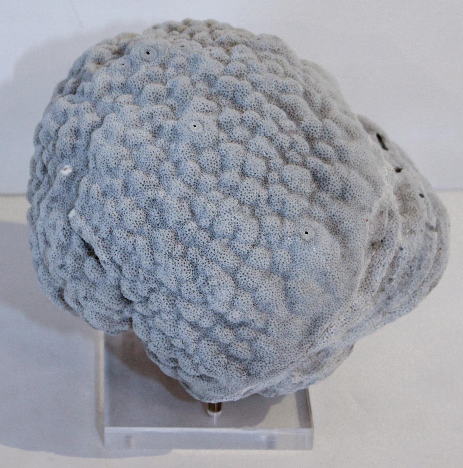 Grey Brain Coral Specimen on Acrylic and Brass Stand 3