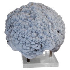 Grey Brain Coral Specimen on Acrylic and Brass Stand