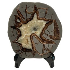 Grey, Brown, Cream Sliced Septarian Stone on Wood Stand, Brazil, Prehistoric