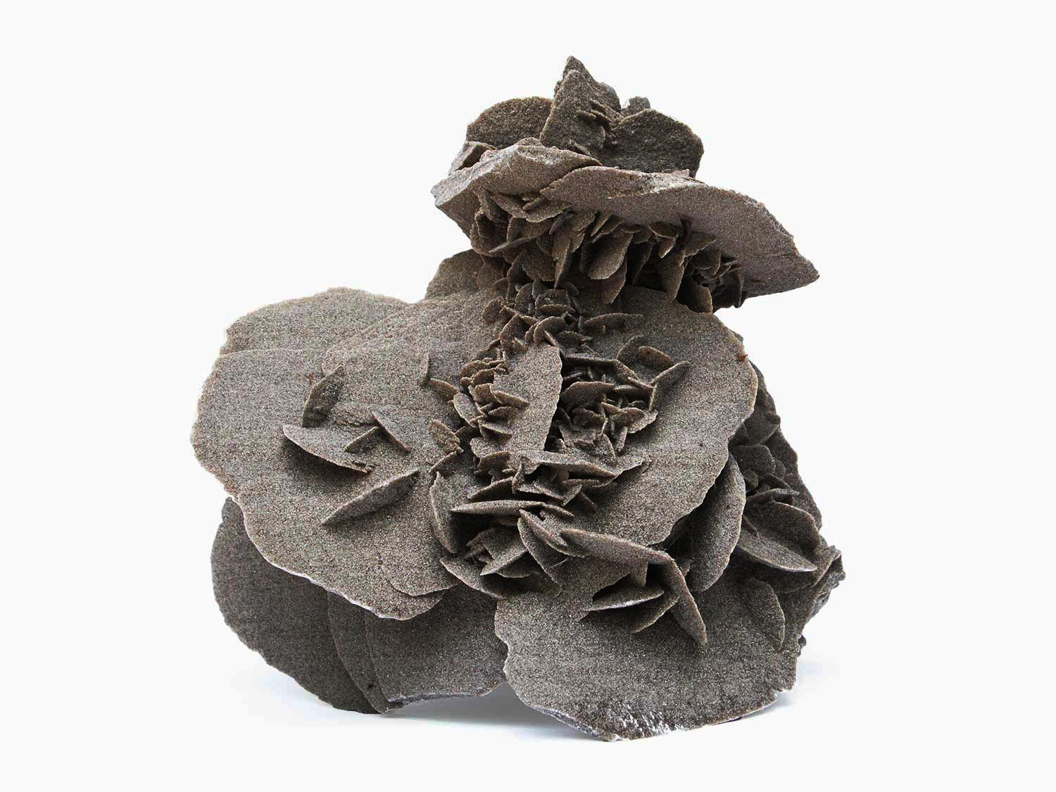 Skulpturaler grauer Elefantenohrselenit.

Elefantenohr-Selenite sind Rosettenformationen aus Gips- oder Barytkristallen, die Sandkörner enthalten, die Blütenblätter oder abgeflachte Kristallklumpen in einzigartigen Formen und Größen bilden. Die