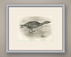 Grey Goose Walking, Antique Bird Print after Lilian Medland, circa 1909
