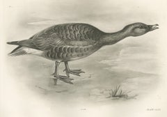 Grey Goose Walking, Antique Bird Print after Lilian Medland, circa 1909