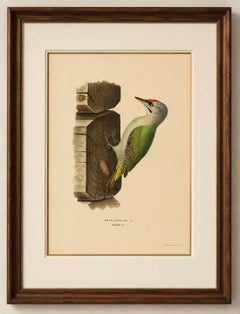 Grey-Headed Woodpecker on Timber Post – Swedish Bird Print, 1929