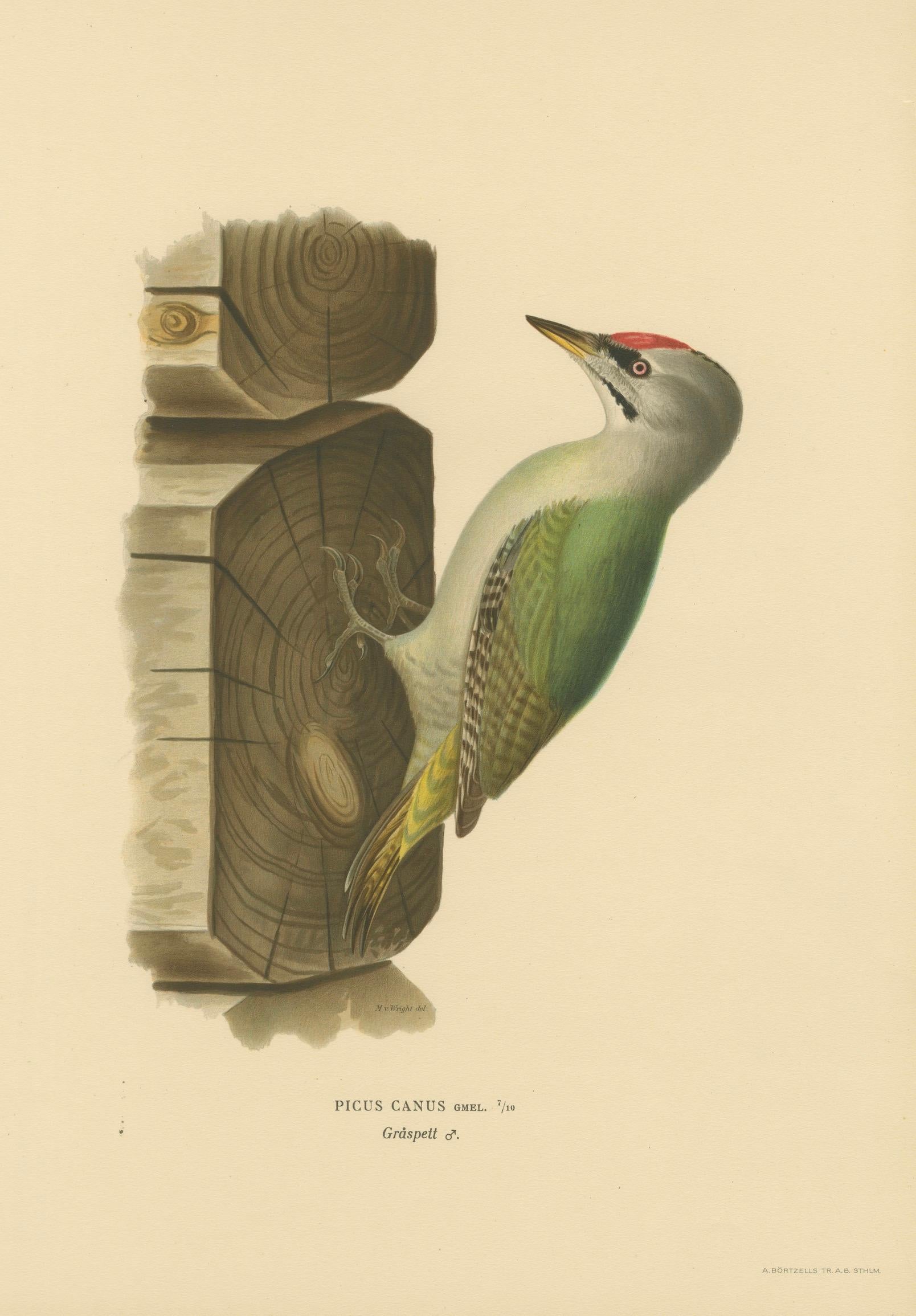 Grey-Headed Woodpecker on Timber Post – Swedish Bird Print, 1929