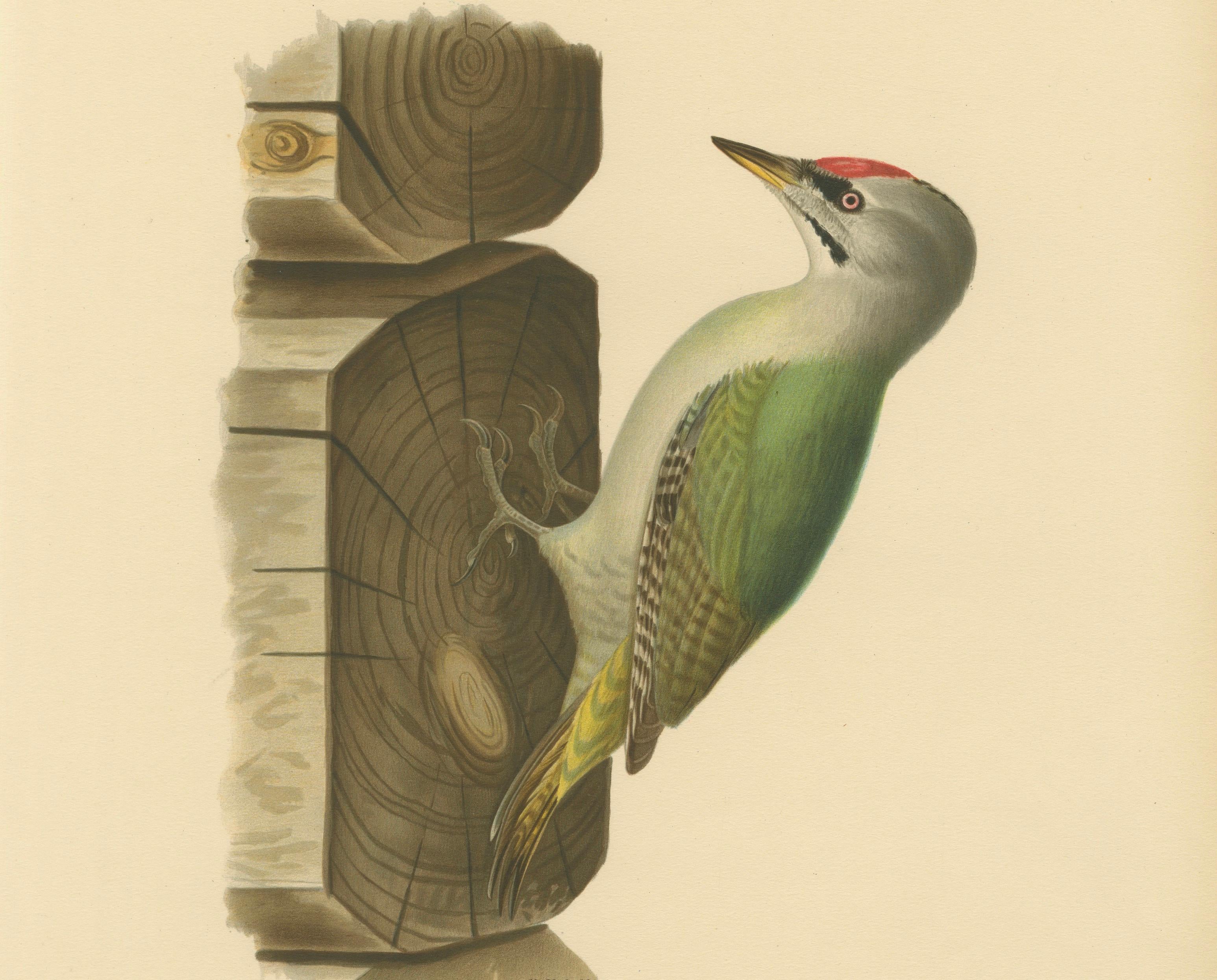 Grey-Headed Woodpecker on Timber Post – Swedish Bird Print, 1929