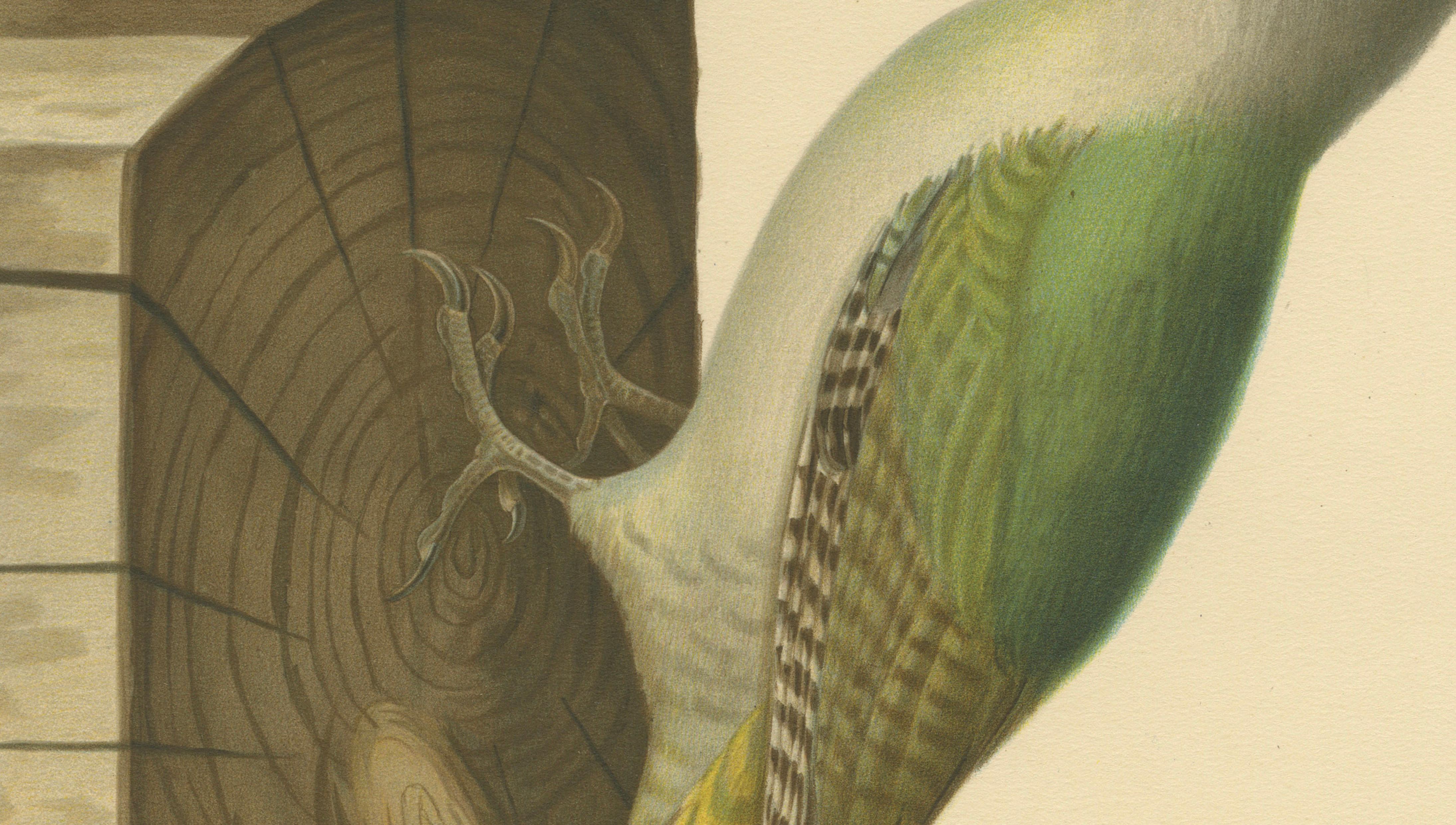 Grey-Headed Woodpecker on Timber Post – Swedish Bird Print, 1929