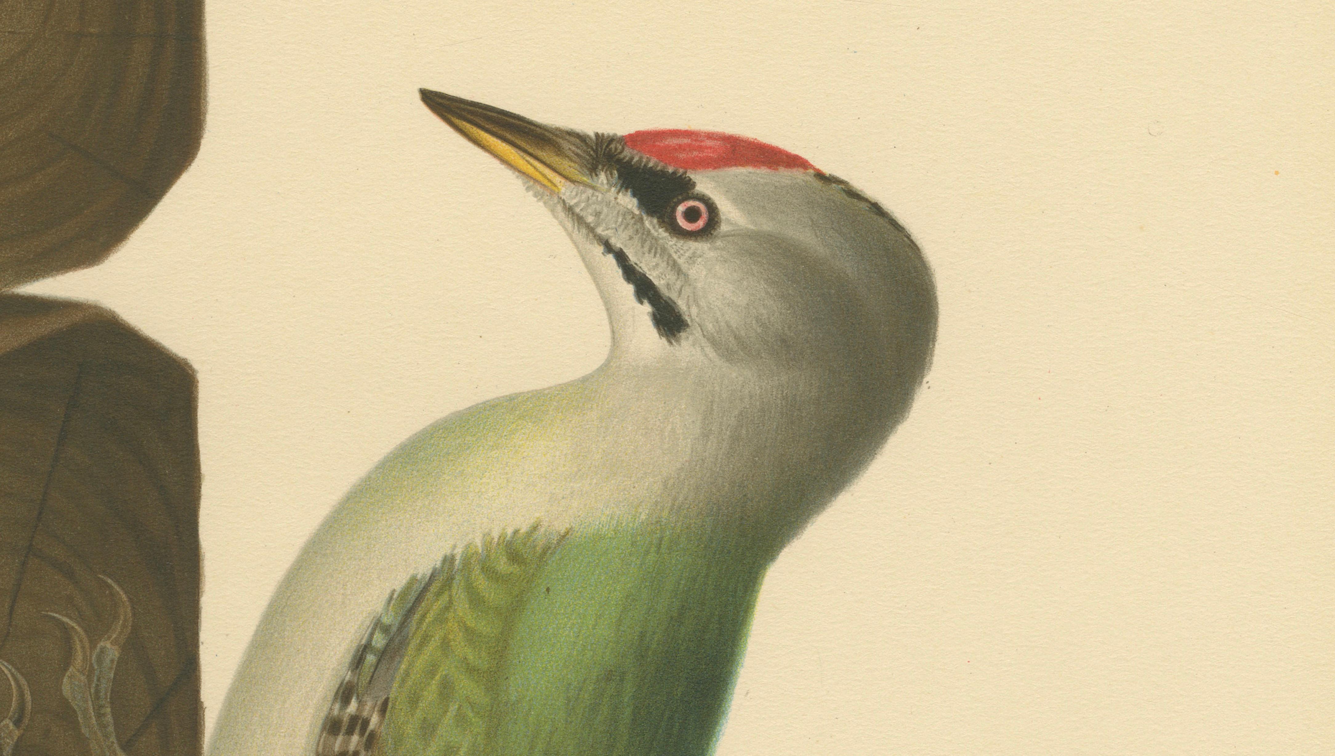 Grey-Headed Woodpecker on Timber Post – Swedish Bird Print, 1929
