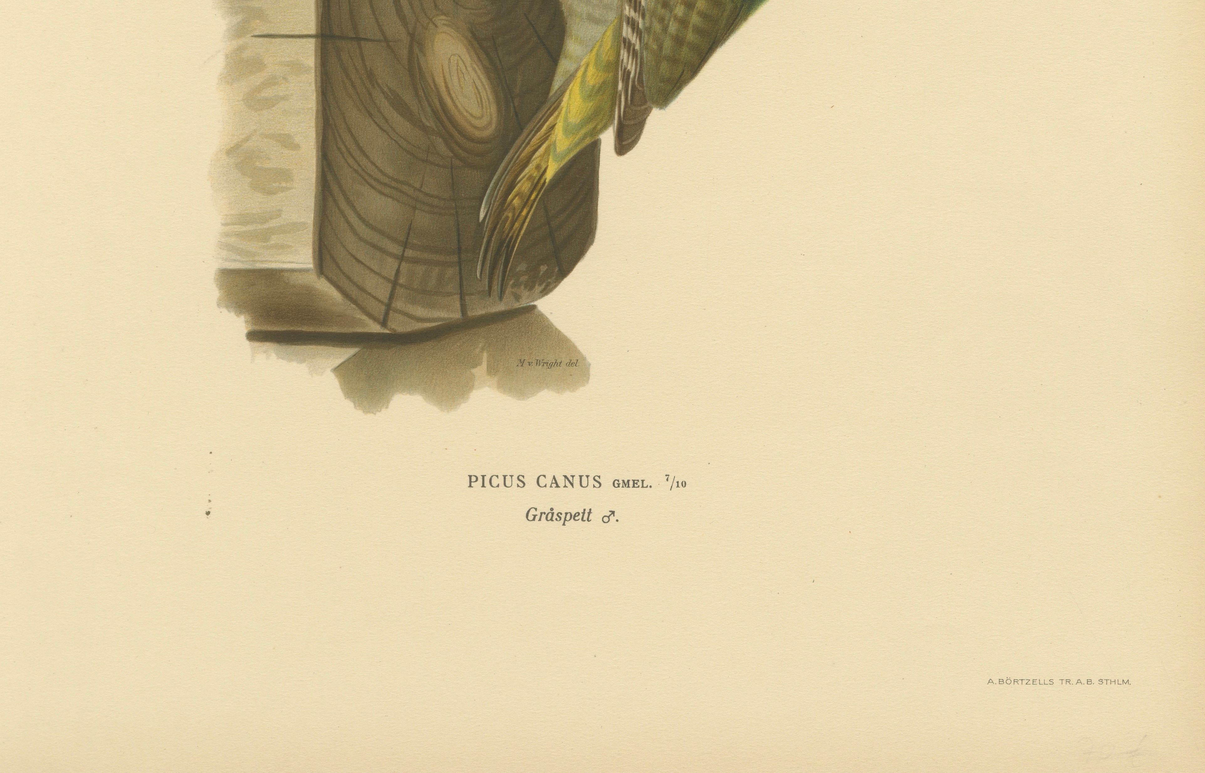 Grey-Headed Woodpecker on Timber Post – Swedish Bird Print, 1929