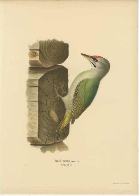 Grey-Headed Woodpecker on Timber Post – Swedish Bird Print, 1929