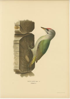 Grey-Headed Woodpecker on Timber Post – Swedish Bird Print, 1929