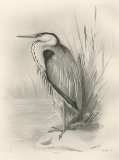 Grey Heron, Antique Bird Print after Lilian Medland, circa 1909