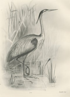 Grey Heron at the Water, Antique Bird Print after Lilian Medland, circa 1909
