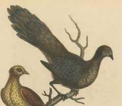 Grey Peacock-Pheasant Hen: A 1746 Engraving by George Edwards