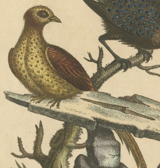 Grey Peacock-Pheasant Hen: A 1746 Engraving by George Edwards, view 3