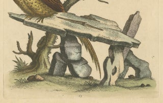 Grey Peacock-Pheasant Hen: A 1746 Engraving by George Edwards, view 4