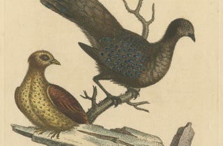 Grey Peacock-Pheasant Hen: A 1746 Engraving by George Edwards, view 5