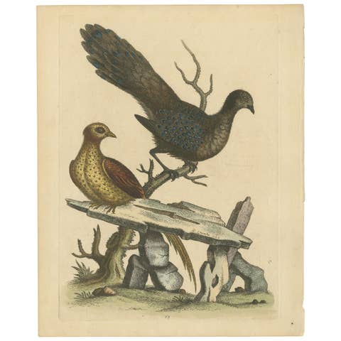 Grey Peacock-Pheasant Hen: A 1746 Engraving by George Edwards