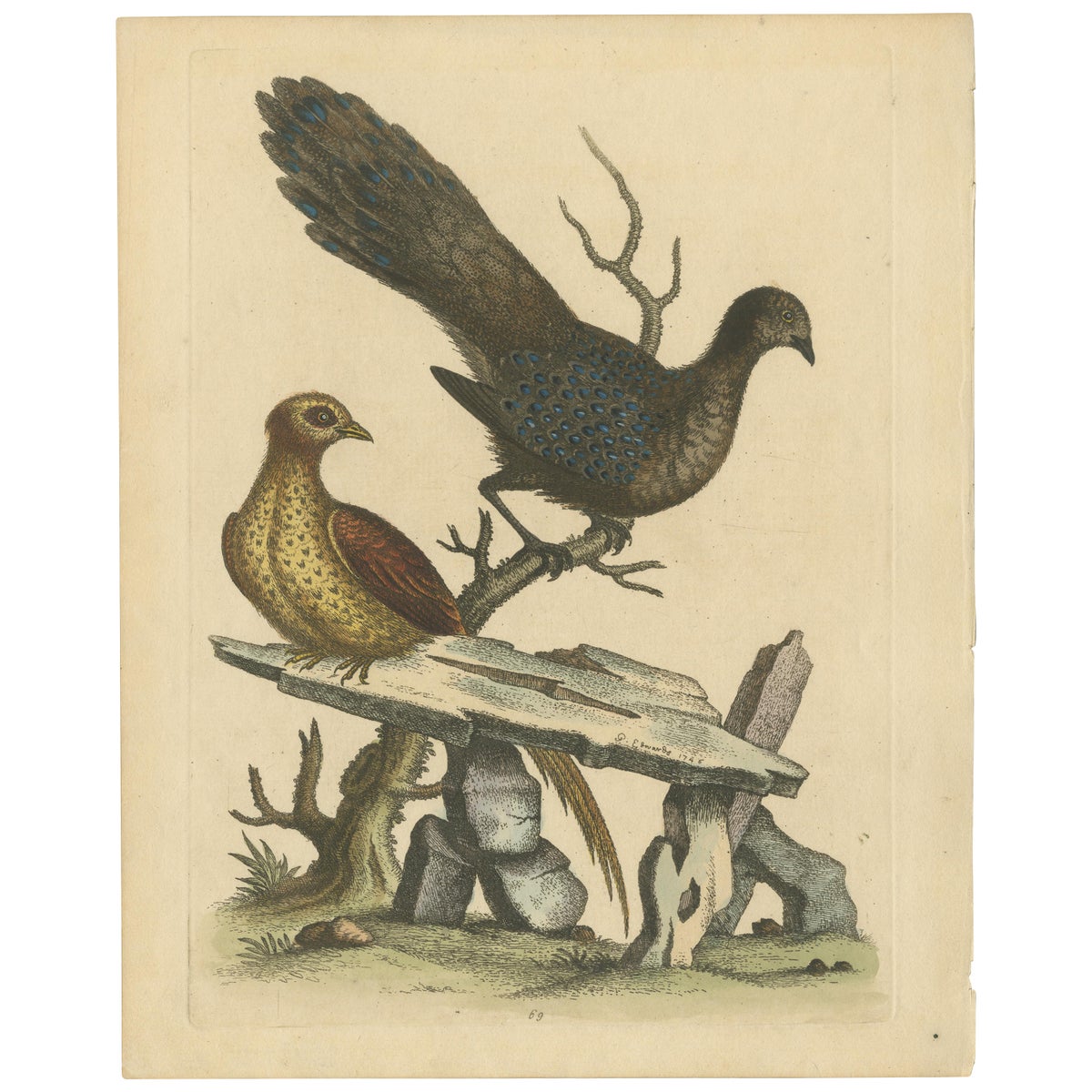 Grey Peacock-Pheasant Hen: A 1746 Engraving by George Edwards