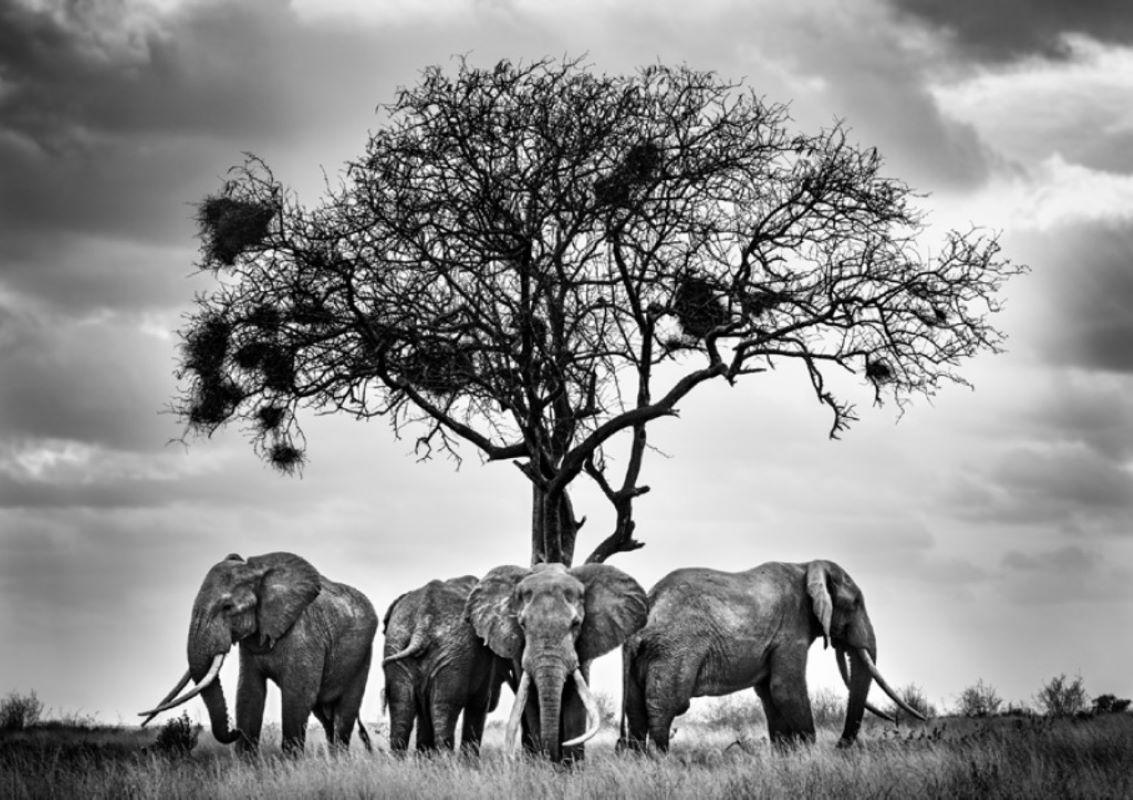 Griet Van Malderen Black and White Photograph – 4 unter dem Baum