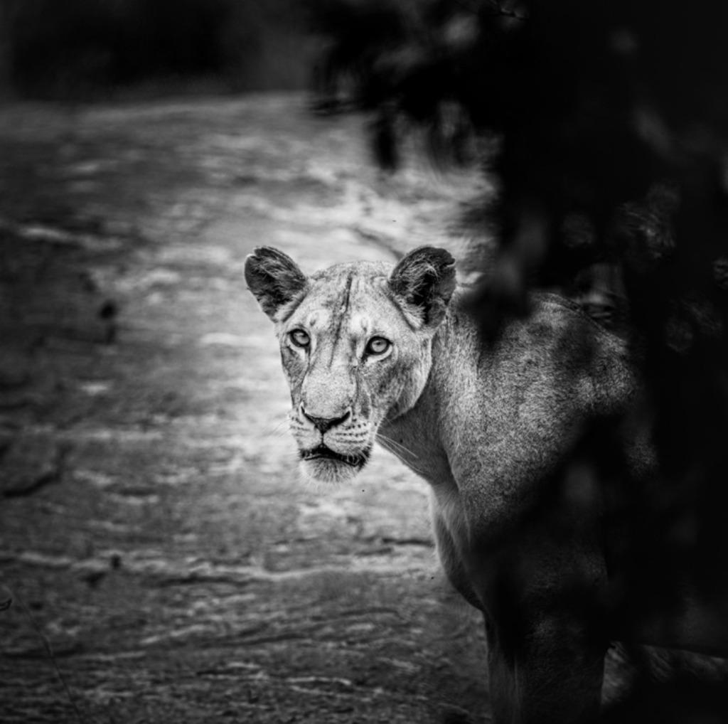 Still-Life Photograph Griet Van Malderen - De l'obscurité -  Un regard de lune en lion dans la nature d'Afrique