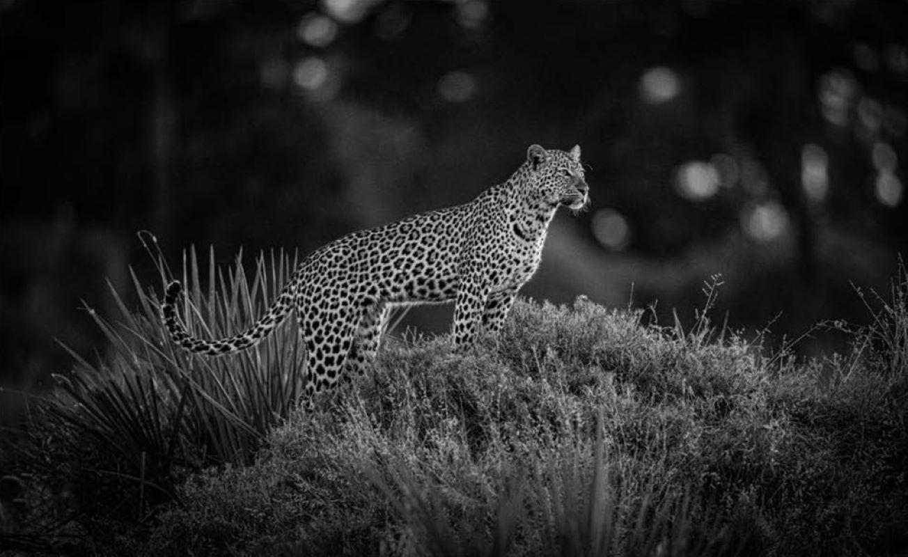 Griet Van Malderen Black and White Photograph - Patrol