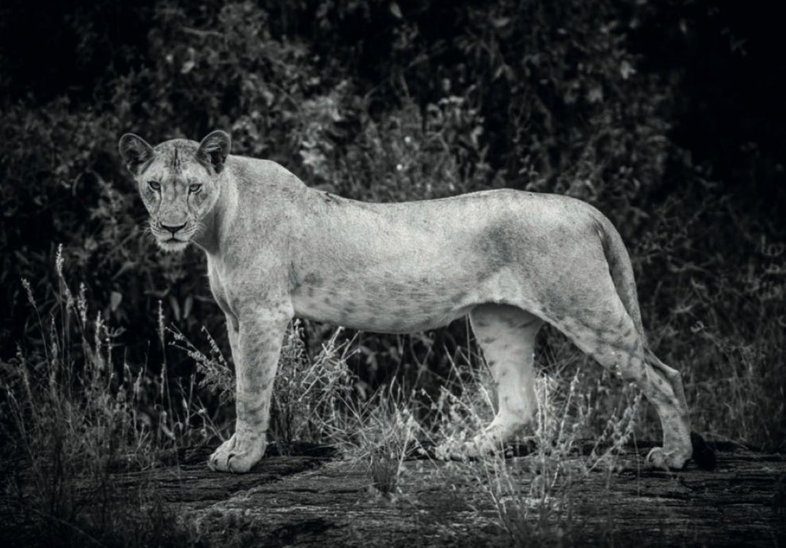 Griet Van Malderen Figurative Photograph – Royalty - Löwin, die aus dem Schatten der afrikanischen Savanne auftaucht 