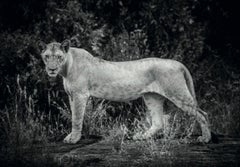 Royalty - Lioness emerging from the shadows of the African savannah 