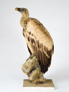 Griffon Vulture 'Gyps fulvus' on Antique White Stand