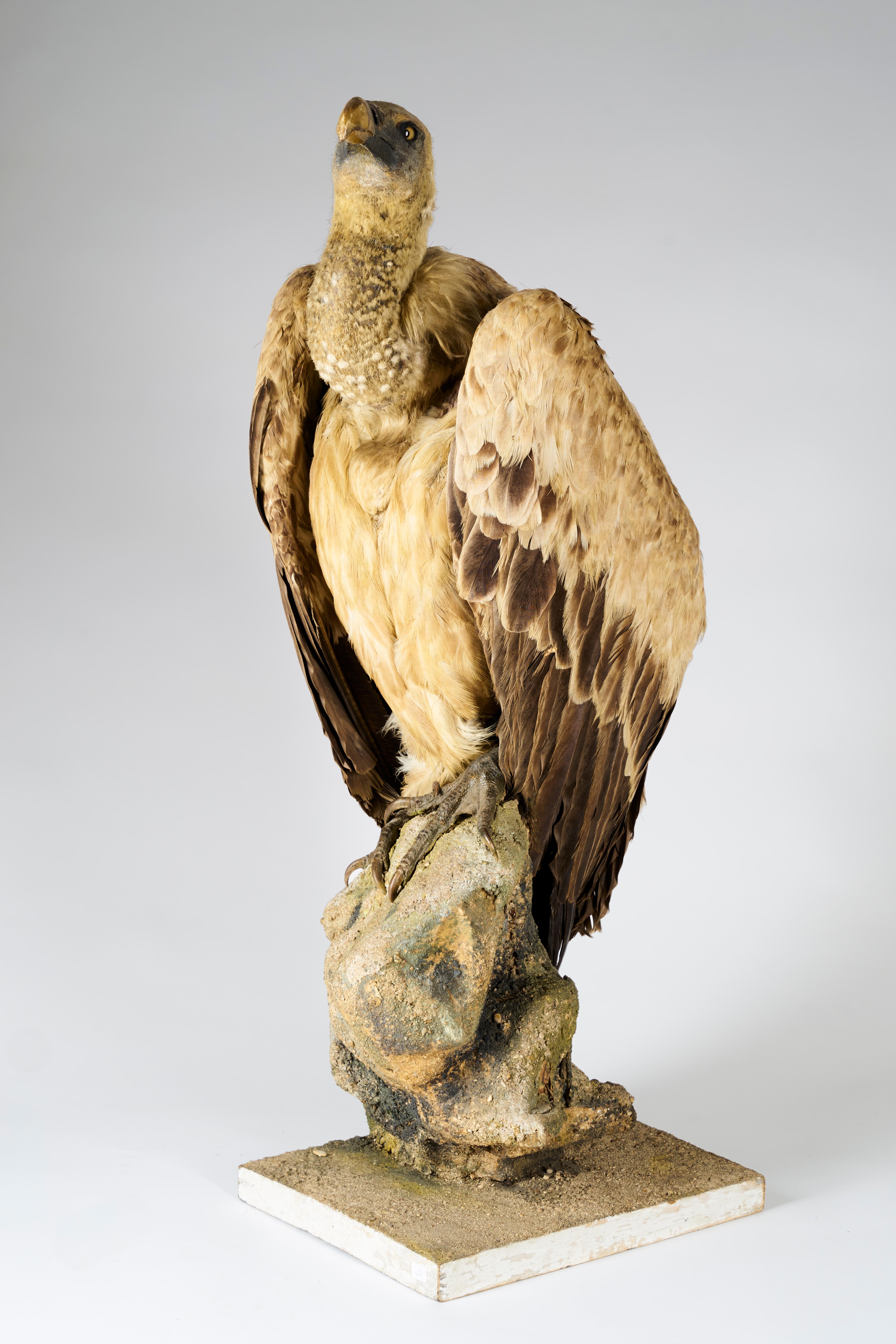 taxidermy vulture