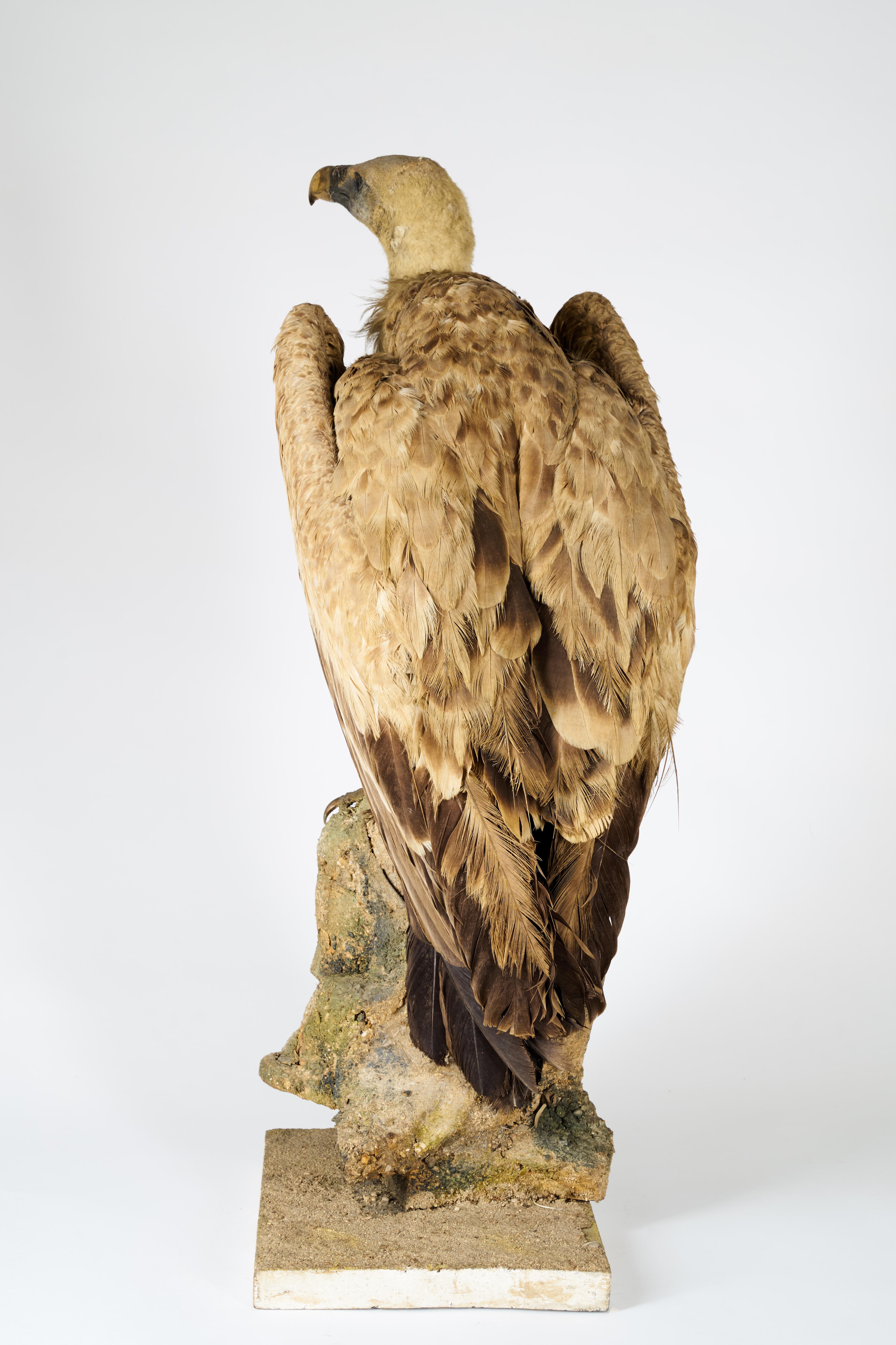 vulture taxidermy