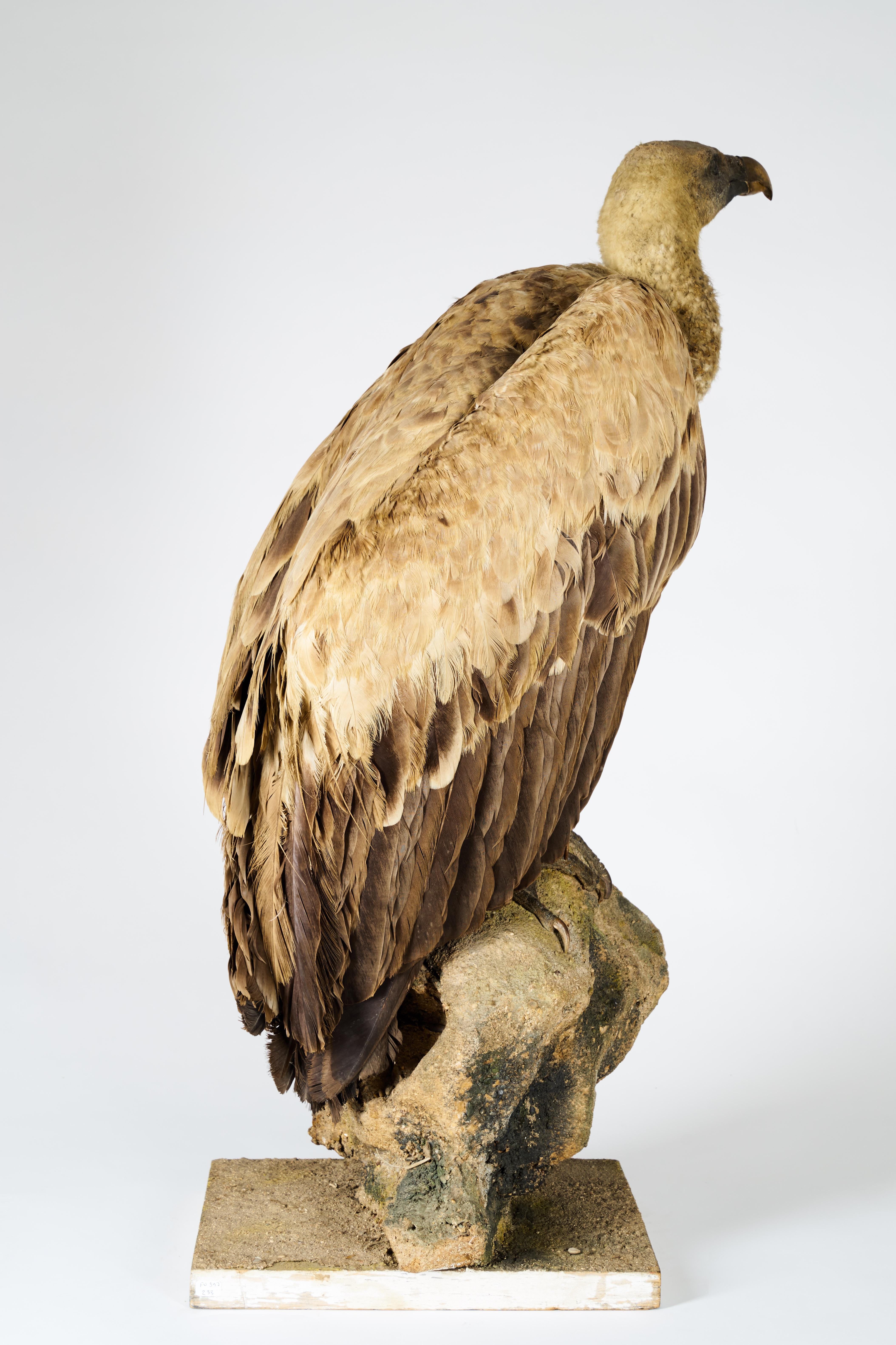 Unknown Griffon Vulture 'Gyps fulvus' on Antique White Stand