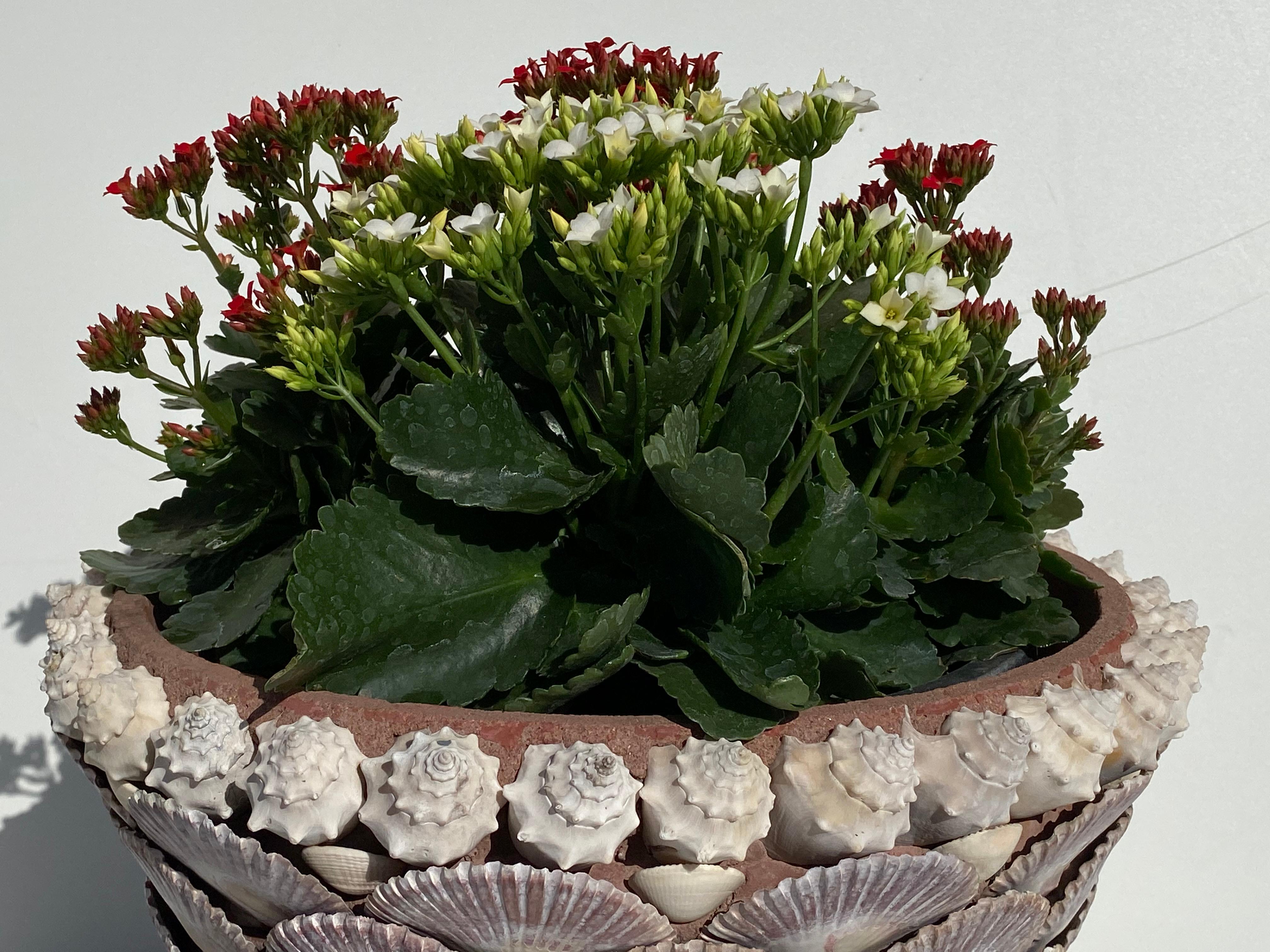 seashell flower pot