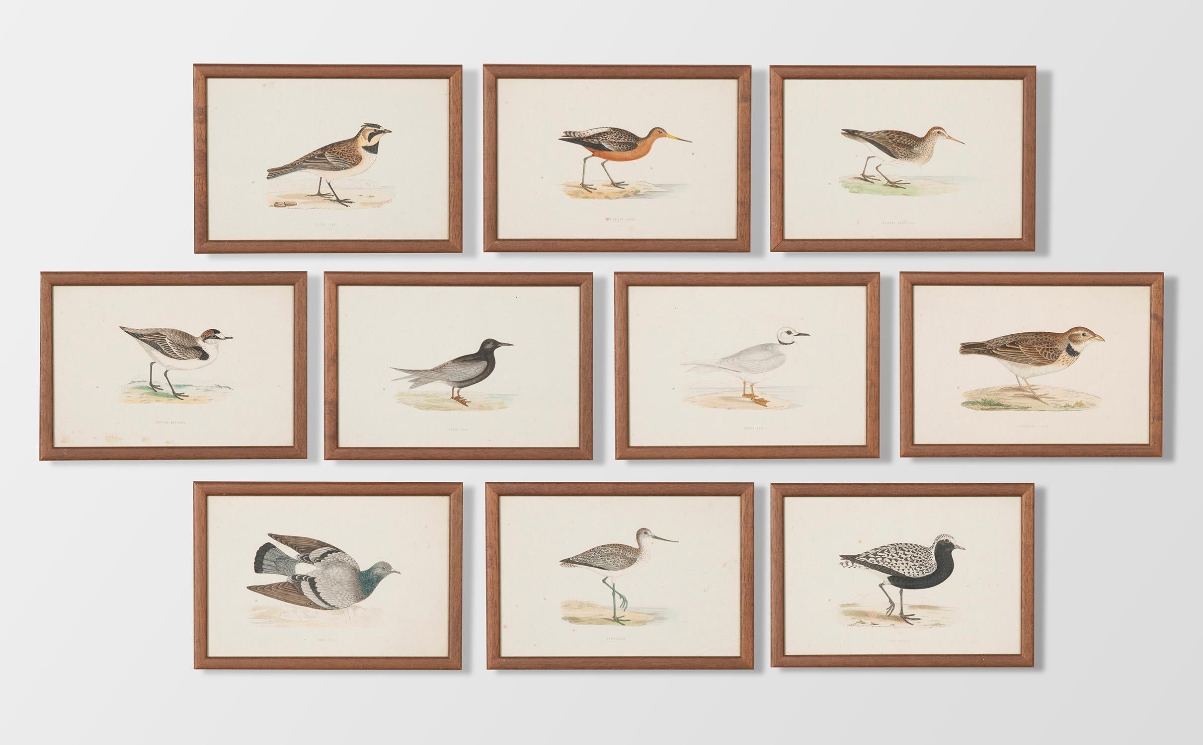 Nice set of 10 antique prints with different coastal birds.
The prints can be dated circa 1900-1920 from England. The prints are framed in a simple wooden frame with non-reflecting glass. The framing work is of recent date.
The prints are probably