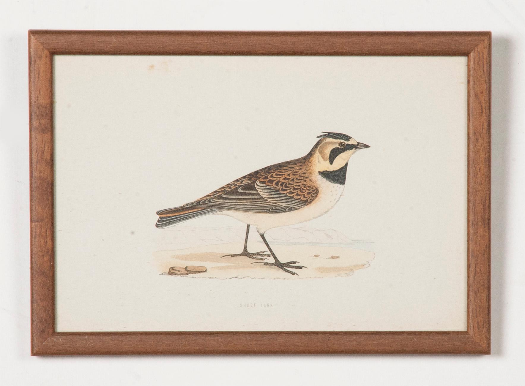 Romantic Group of 10 Antique Engravings, Coast Birds of England