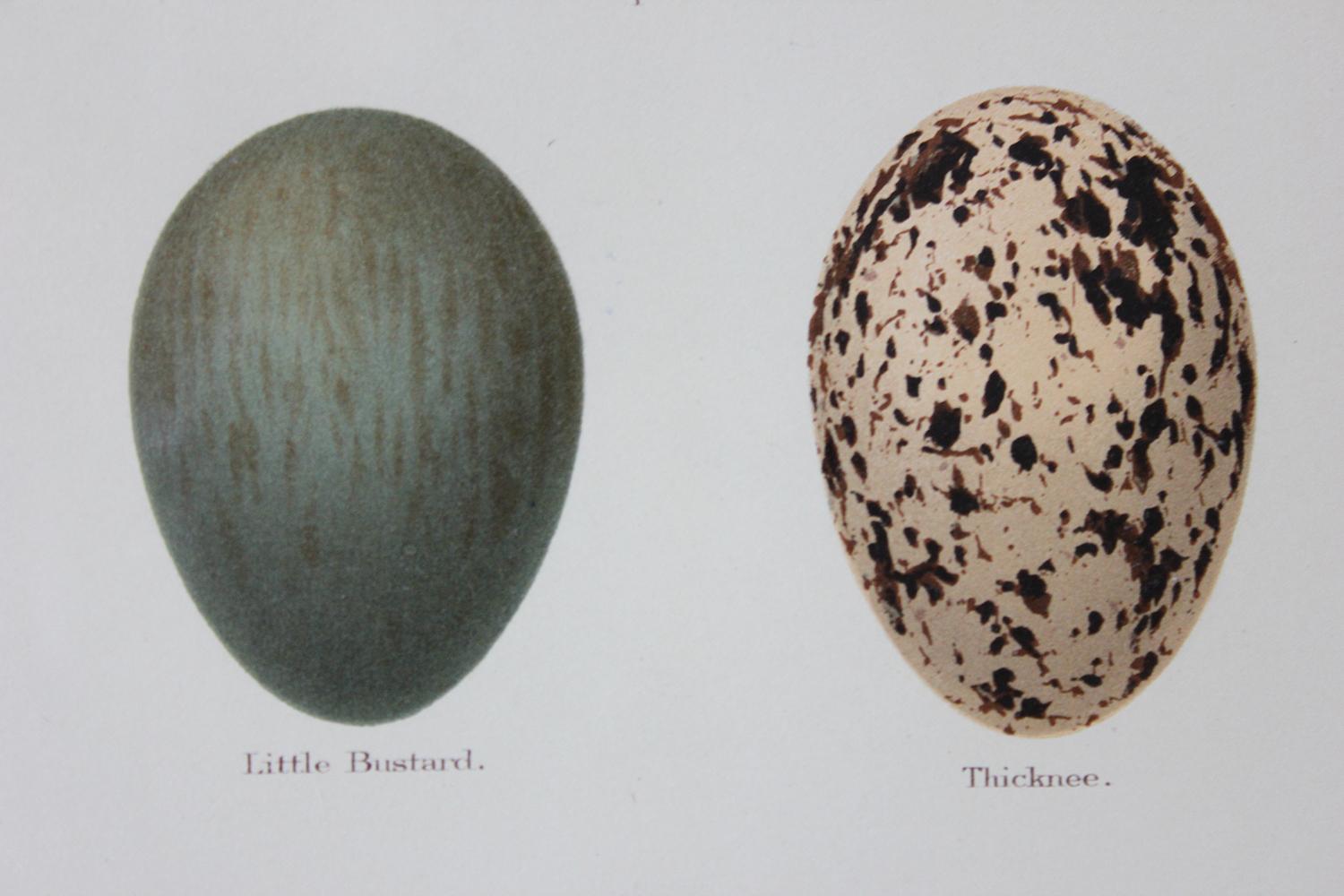Group of 12 Framed Chromolithographs of British Birds’ Eggs, Henry Seebohm, 1896 3