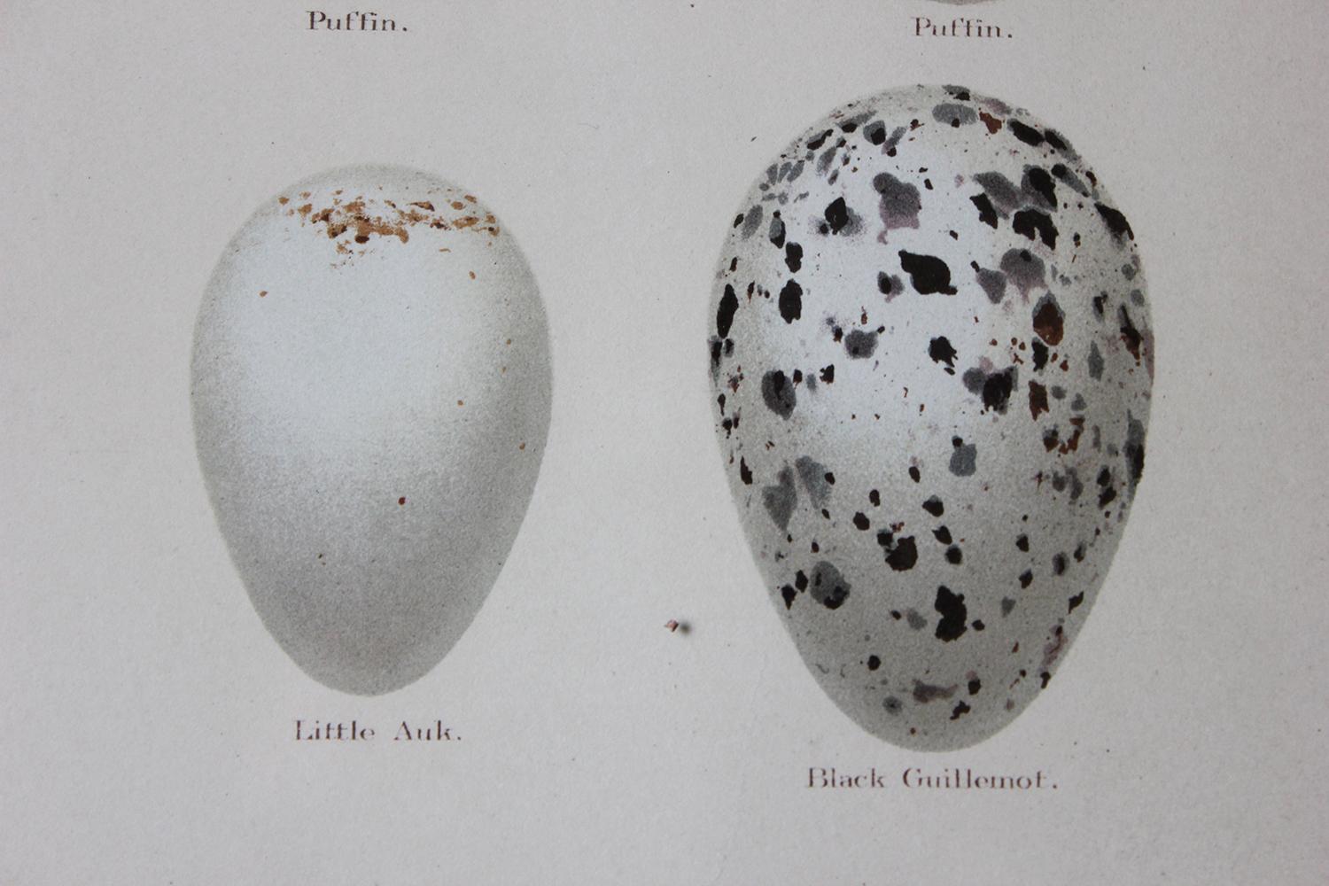 Group of 12 Framed Chromolithographs of British Birds’ Eggs, Henry Seebohm, 1896 8