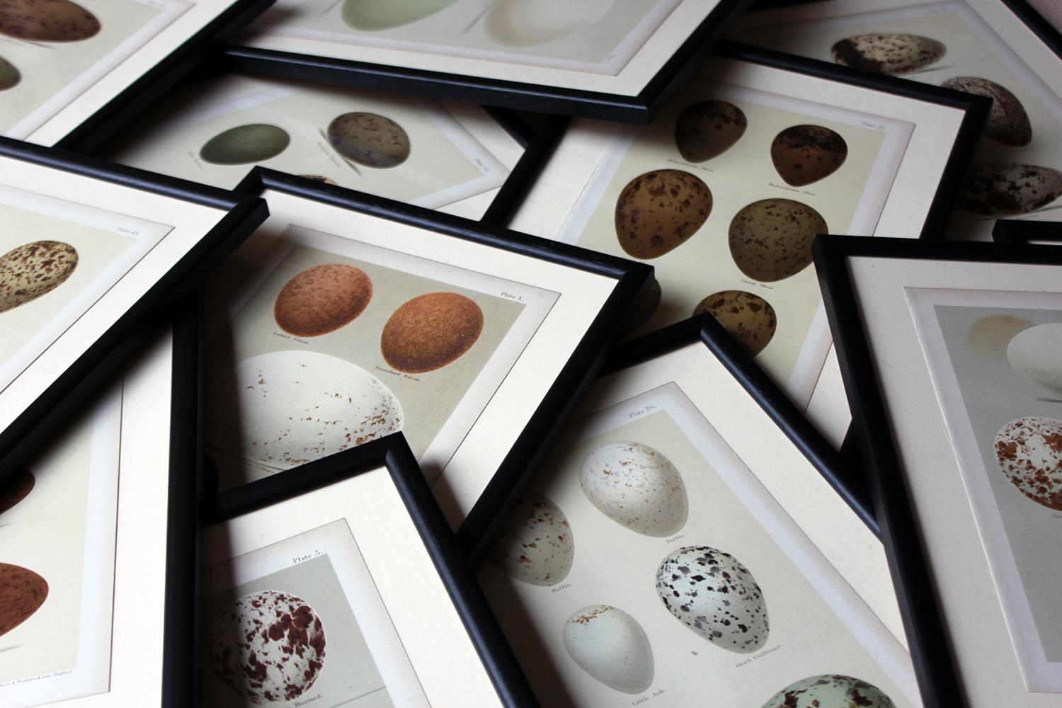 The decorative group of thirteen framed chromolithographs on wove paper, of natural history interest, each depicting eggs from various British birds, set upon soft pastel colored grounds of soft green and ivory, published in 1896 by Pawson and