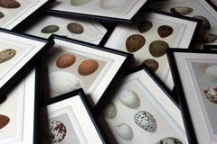 Group of 12 Framed Chromolithographs of British Birds’ Eggs, Henry Seebohm, 1896