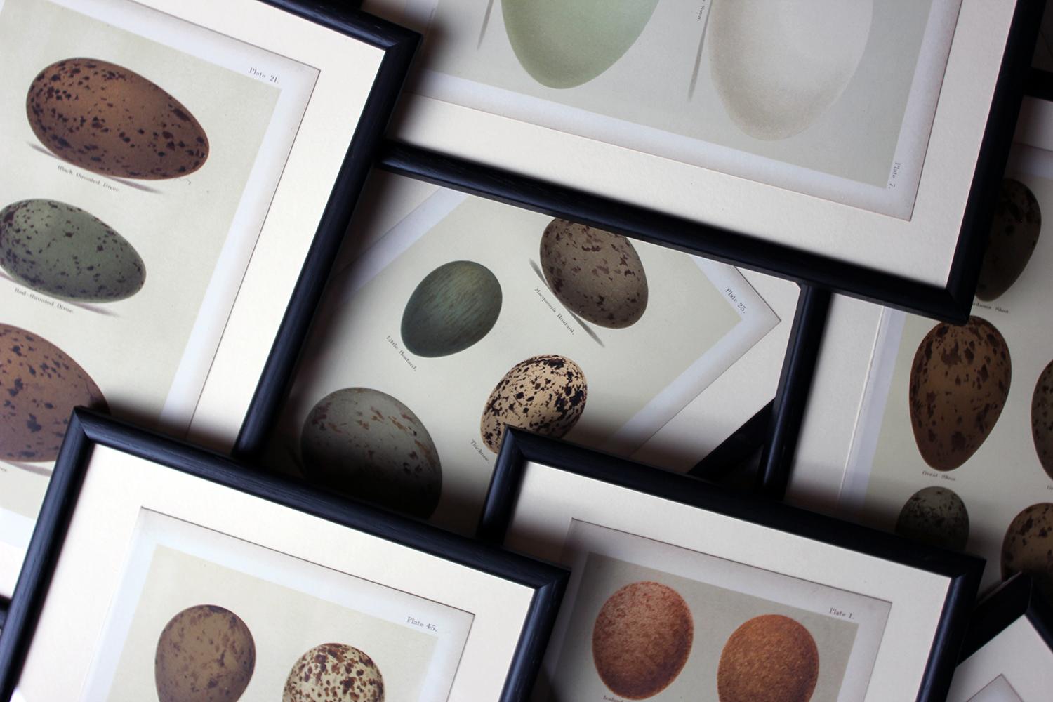 High Victorian Group of 12 Framed Chromolithographs of British Birds’ Eggs, Henry Seebohm, 1896