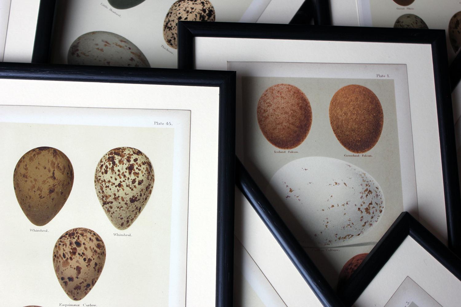 Group of 12 Framed Chromolithographs of British Birds’ Eggs, Henry Seebohm, 1896 In Good Condition In Bedford, Bedfordshire
