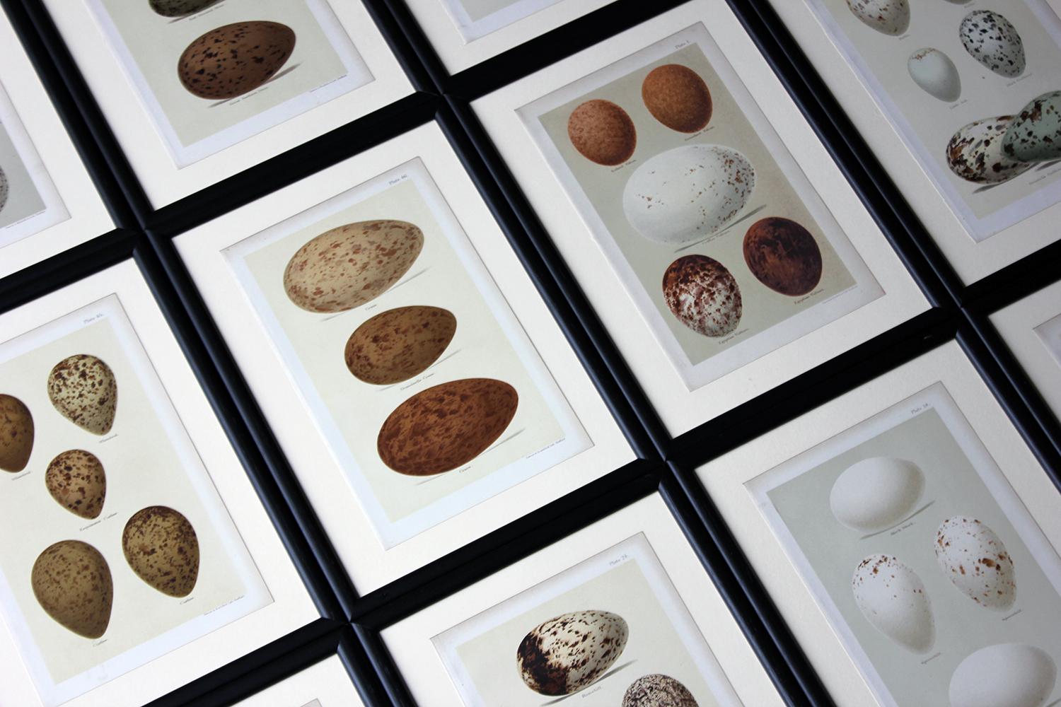 Late 19th Century Group of 12 Framed Chromolithographs of British Birds’ Eggs, Henry Seebohm, 1896