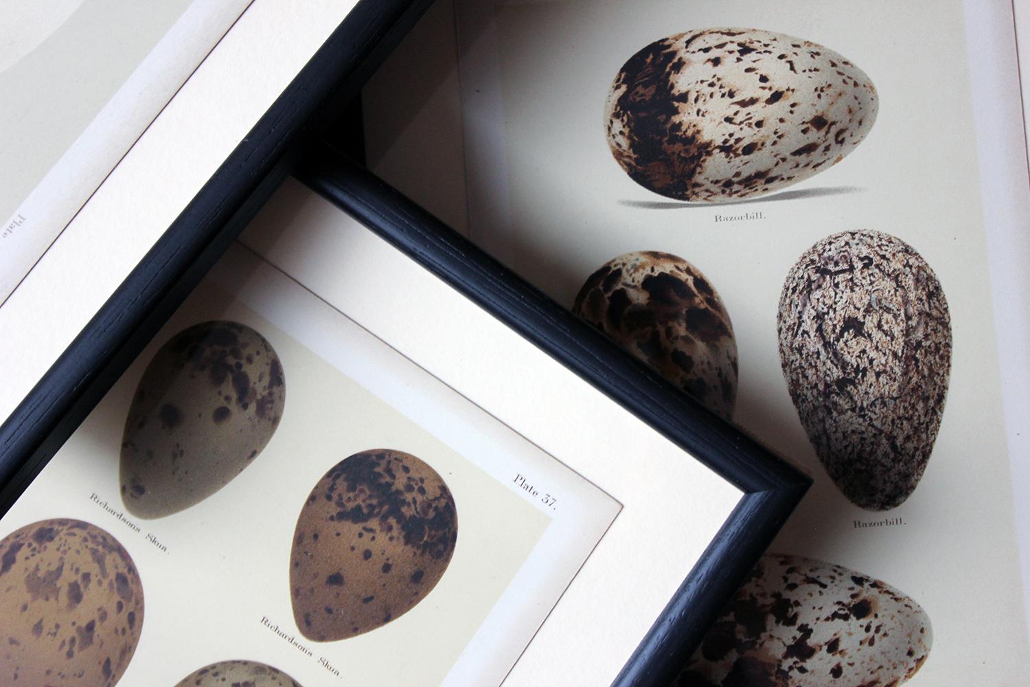 Parchment Paper Group of 12 Framed Chromolithographs of British Birds’ Eggs, Henry Seebohm, 1896