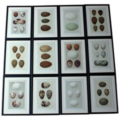 Antique Group of 12 Framed Chromolithographs of British Birds’ Eggs, Henry Seebohm, 1896