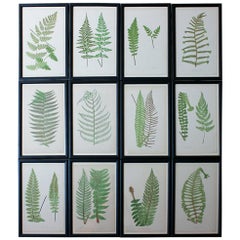 Group of 12 Framed Mid-19th Century Woodblock Prints of Ferns, circa 1869